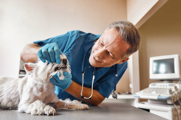Best Emergency Wisdom Teeth Removal in Lionville, PA